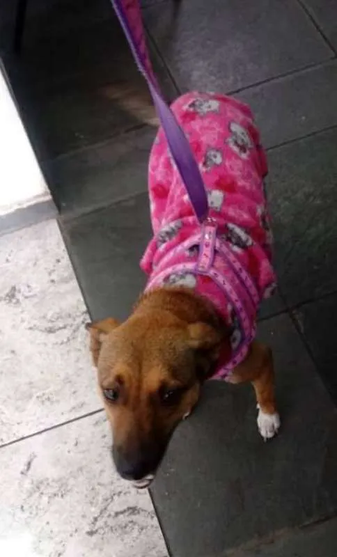 Cachorro ra a SRD idade 2 anos nome Princesa