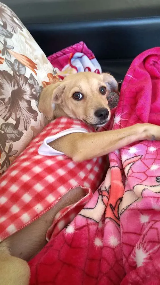 Cachorro ra a Sem raça definida idade 2 a 6 meses nome Nala