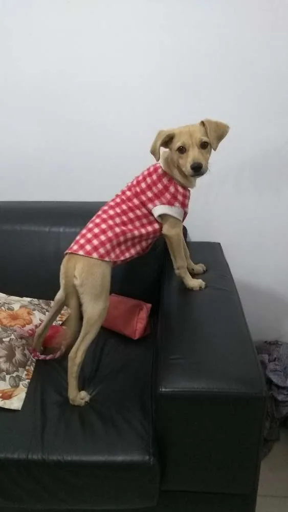 Cachorro ra a Sem raça definida idade 2 a 6 meses nome Nala