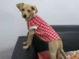 Nala