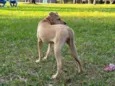 Nala