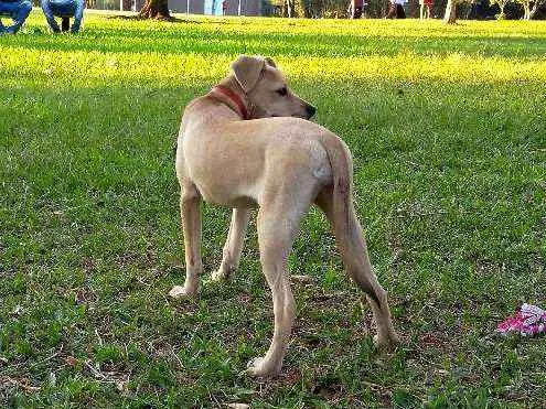 Cachorro ra a Sem raça definida idade 2 a 6 meses nome Nala