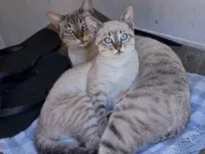 Gato raça Sem raça definida idade 2 anos nome Mimi e pi