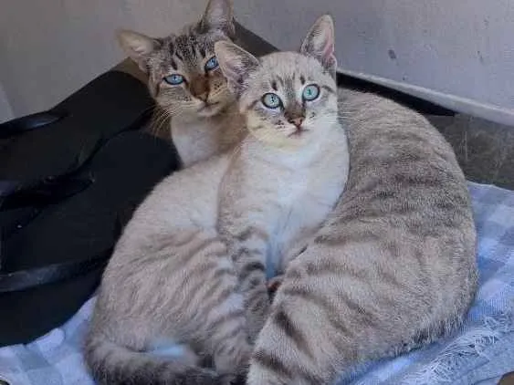 Gato ra a Sem raça definida idade 2 anos nome Mimi e pi