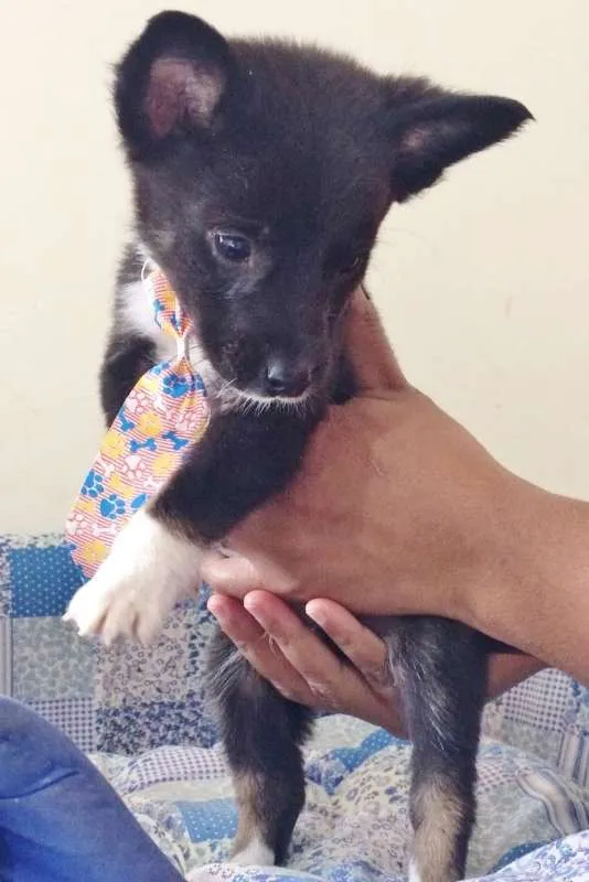 Cachorro ra a SRD idade Abaixo de 2 meses nome DARK