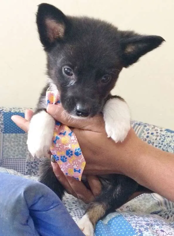 Cachorro ra a SRD idade Abaixo de 2 meses nome DARK