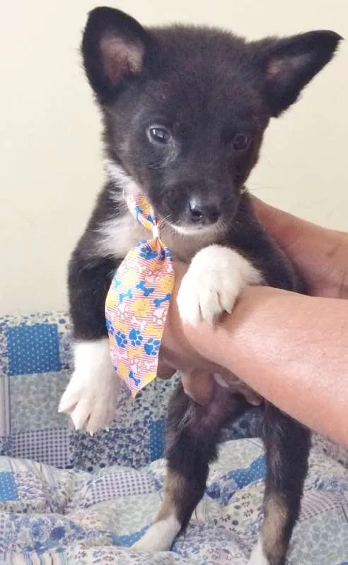 Cachorro ra a SRD idade Abaixo de 2 meses nome DARK