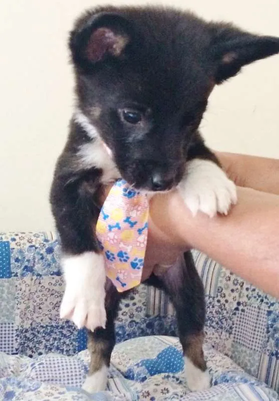 Cachorro ra a SRD idade Abaixo de 2 meses nome DARK