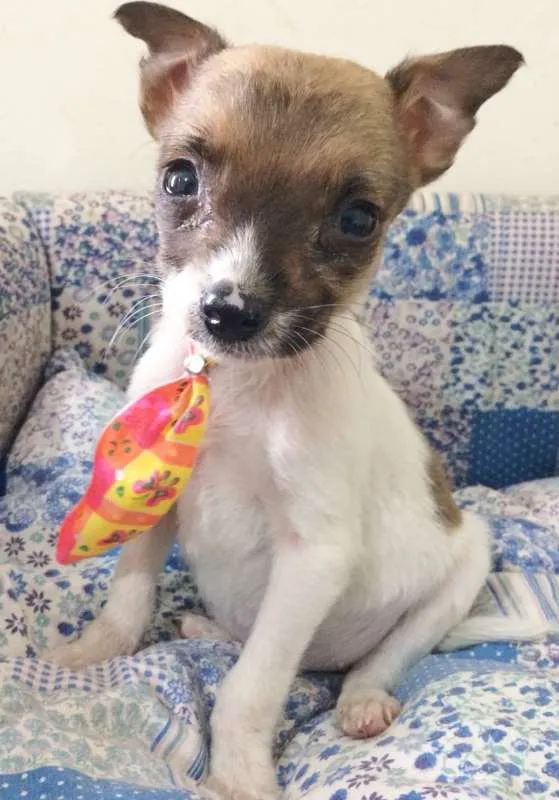 Cachorro ra a SRD idade Abaixo de 2 meses nome YODA