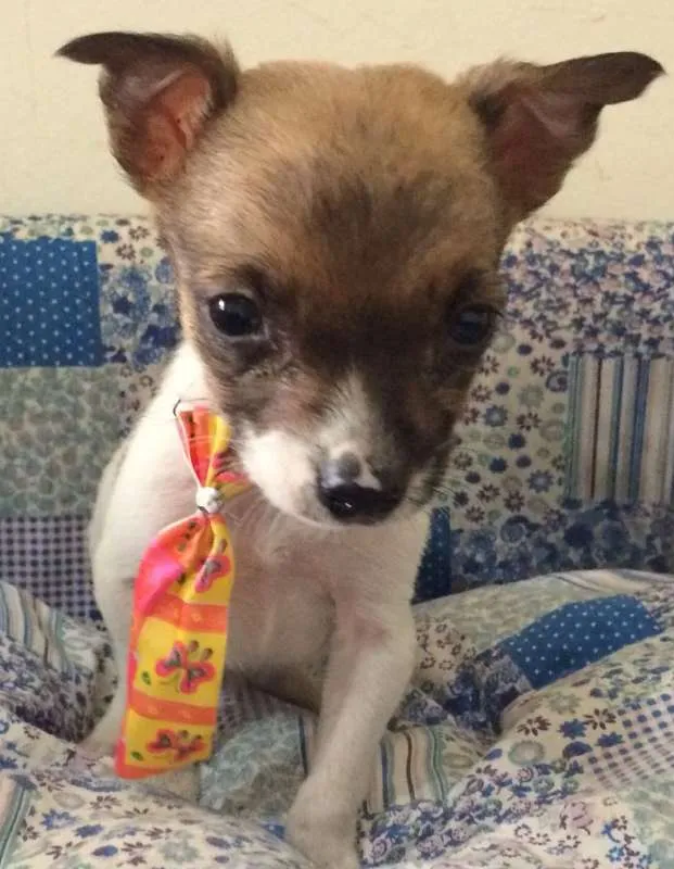 Cachorro ra a SRD idade Abaixo de 2 meses nome YODA