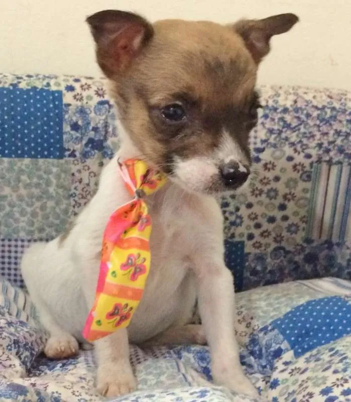 Cachorro ra a SRD idade Abaixo de 2 meses nome YODA