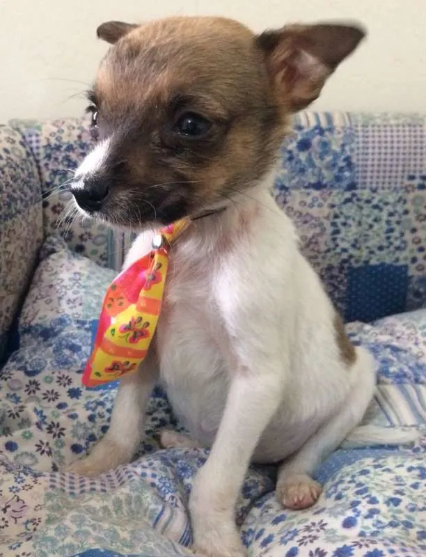 Cachorro ra a SRD idade Abaixo de 2 meses nome YODA