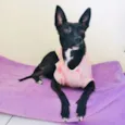 SURI