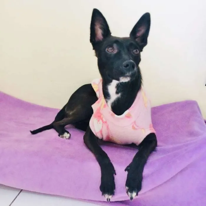 Cachorro ra a SRD idade 7 a 11 meses nome SURI
