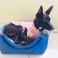 SURI
