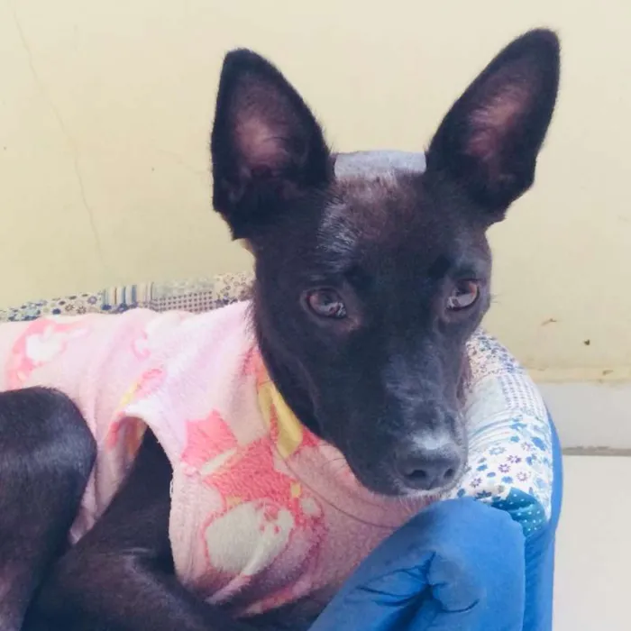 Cachorro ra a SRD idade 7 a 11 meses nome SURI