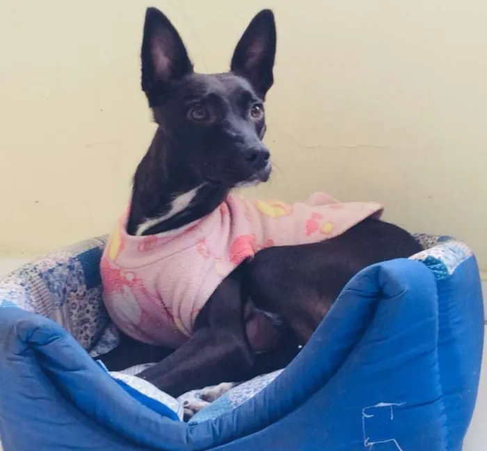 Cachorro ra a SRD idade 7 a 11 meses nome SURI
