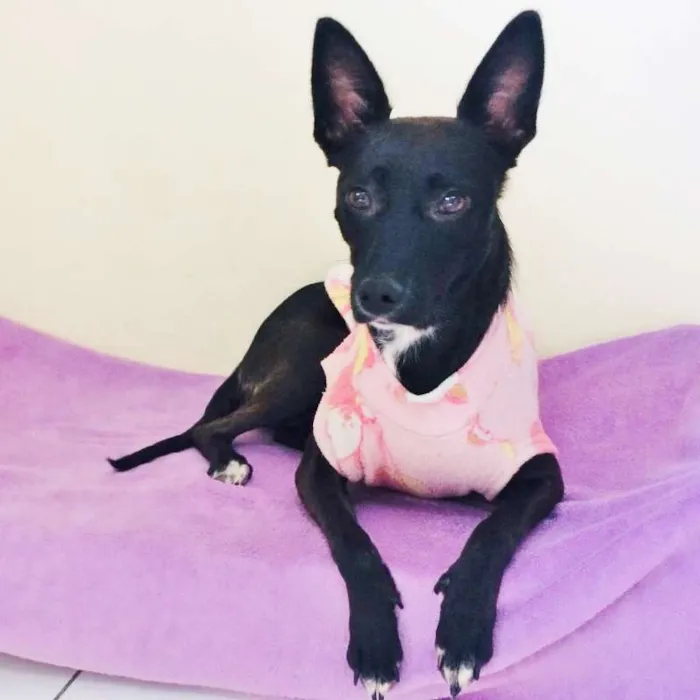 Cachorro ra a SRD idade 7 a 11 meses nome SURI