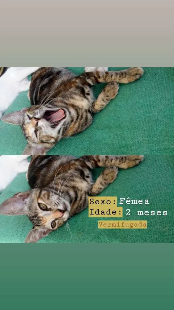 Gato ra a Vira latinha idade 2 a 6 meses nome Quem adotar escolhe 