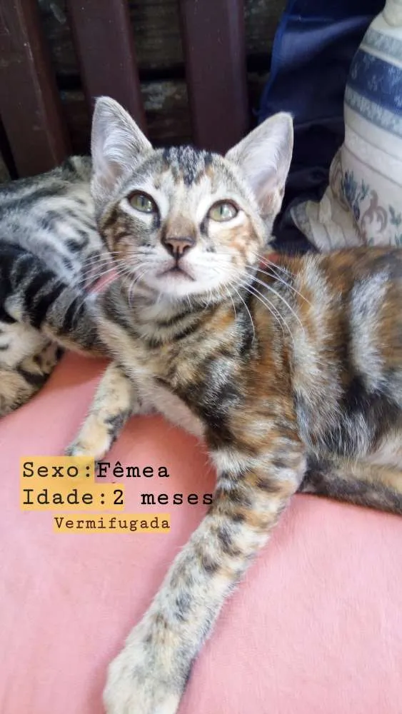 Gato ra a Vira latinha idade 2 a 6 meses nome Quem adotar escolhe 