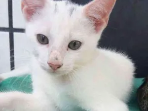 Gato raça Vira latinha idade 2 a 6 meses nome Quem adotar escolhe 