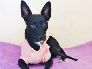 Cachorro raça SRD idade 7 a 11 meses nome SURI