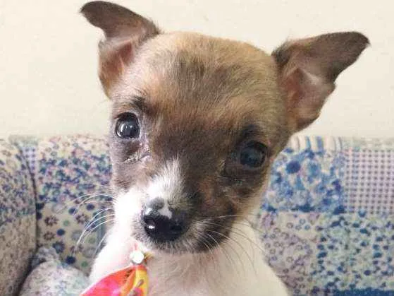 Cachorro ra a SRD idade Abaixo de 2 meses nome YODA
