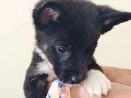 Cachorro ra a SRD idade Abaixo de 2 meses nome DARK