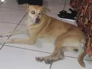 Cachorro raça Vira lata idade 6 ou mais anos nome Max