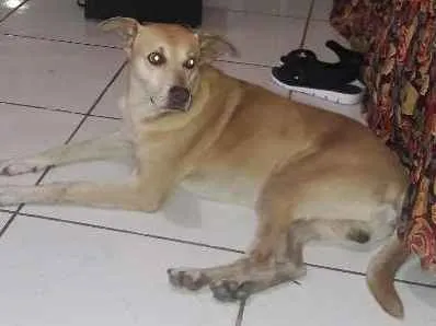 Cachorro ra a Vira lata idade 6 ou mais anos nome Max