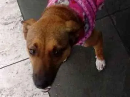 Cachorro ra a SRD idade 2 anos nome Princesa