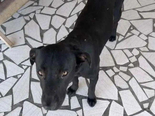 Cachorro ra a SRD idade 7 a 11 meses nome Neguinho