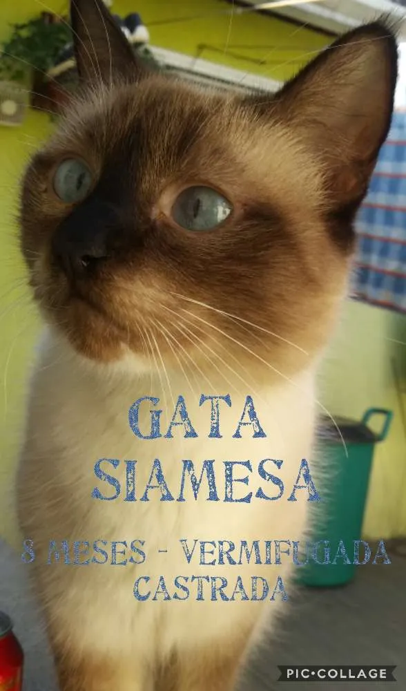 Gato ra a SRD idade 7 a 11 meses nome Mãezinha