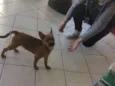 Mel