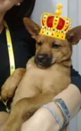 Mel