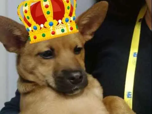 Cachorro ra a  idade 2 a 6 meses nome Mel