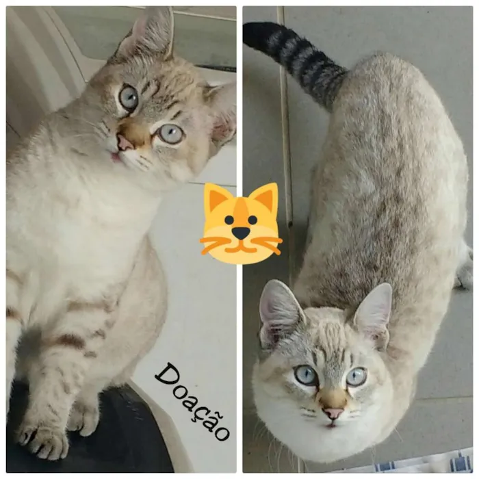 Gato ra a Siamês idade 2 a 6 meses nome Mingau