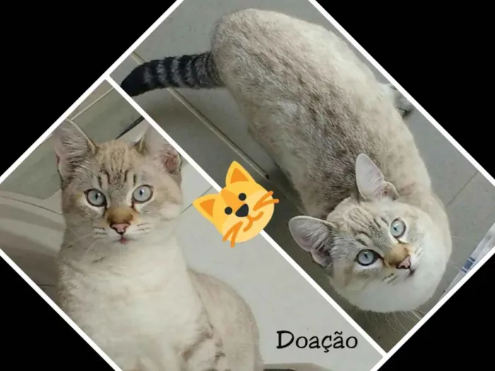 Gato ra a Siamês idade 2 a 6 meses nome Mingau