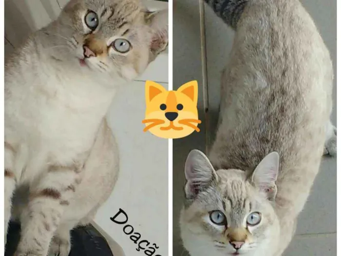 Gato ra a Siamês idade 2 a 6 meses nome Mingau