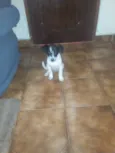 Pipoca