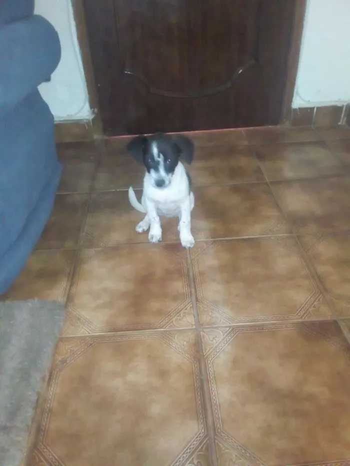 Cachorro ra a SRD idade 2 a 6 meses nome Pipoca