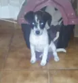 Pipoca