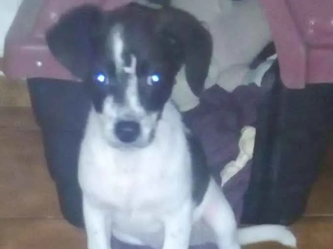 Cachorro ra a SRD idade 2 a 6 meses nome Pipoca