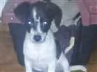 Cachorro raça SRD idade 2 a 6 meses nome Pipoca