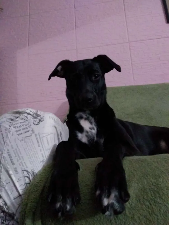 Cachorro ra a Vira lata idade 2 anos nome Juju