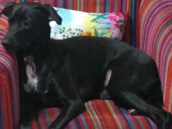 Cachorro ra a Vira lata idade 2 anos nome Juju