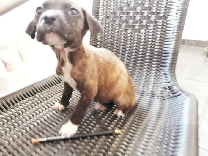 Cachorro ra a srd idade 2 a 6 meses nome Elis