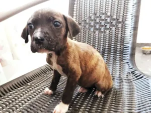 Cachorro raça srd idade 2 a 6 meses nome Elis
