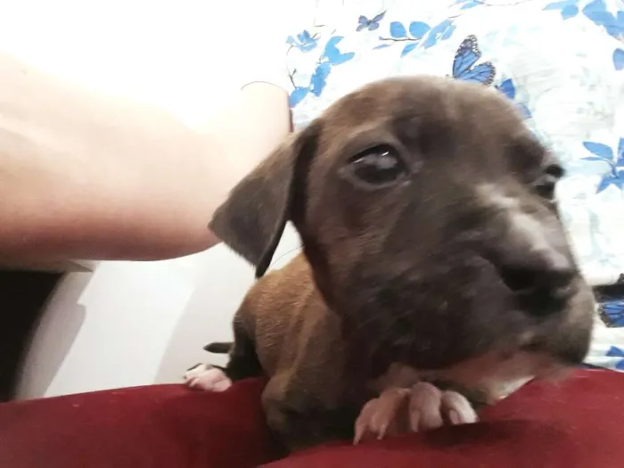 Cachorro ra a srd idade 2 a 6 meses nome Elis