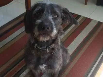 Cachorro ra a SRD idade 1 ano nome Bidu